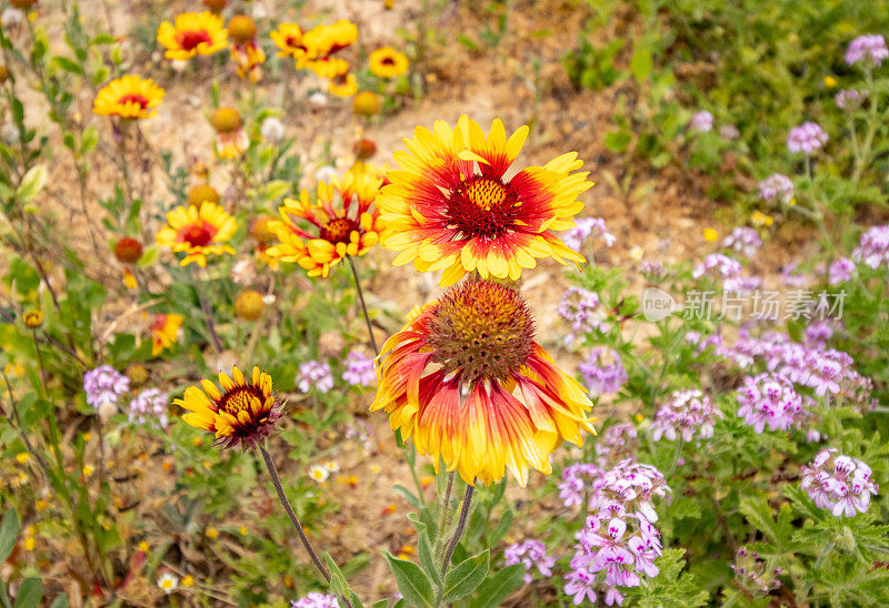 希腊克里特岛Rethymnon镇的Gaillardia aristata“Granretip”太阳爆发